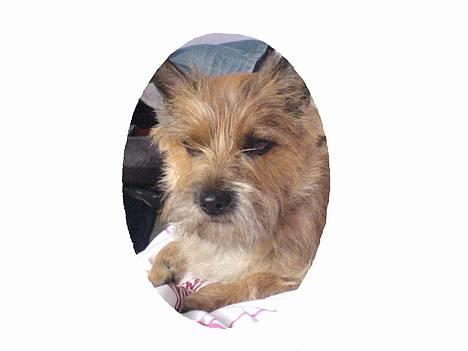 Cairn terrier kiki - jeg er træt.... billede 3