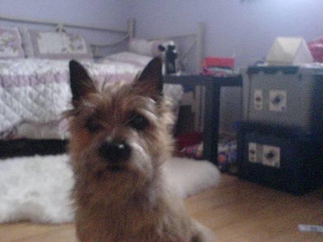 Cairn terrier kiki - Det er så mig.... billede 4