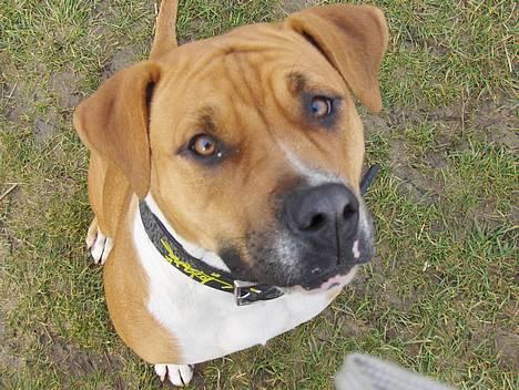 Blanding af racer Tazzi, Amstaff/am bulldog - billed fra den 7 marts 2007. Gi mig så den godbid mor.... billede 17