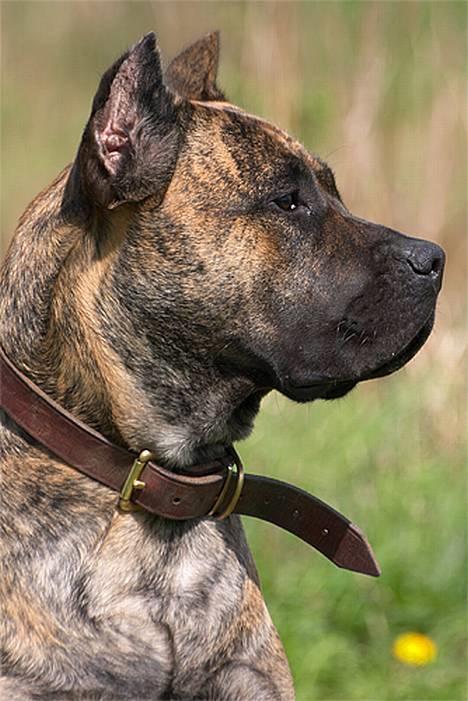 Dogo canario Nova billede 11