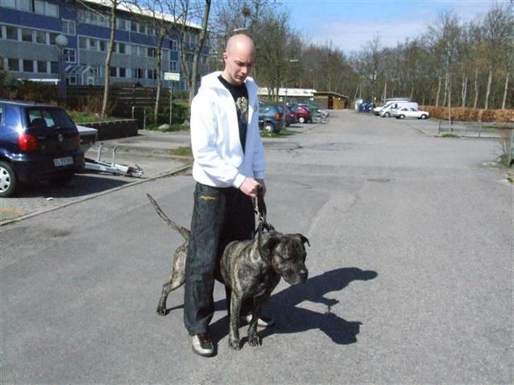 Dogo canario § Ricko § R.I.P MIN BEDSTE VEN! billede 11