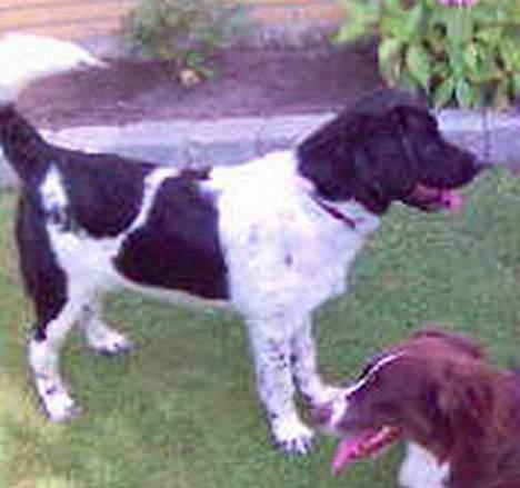 Blanding af racer Geo billede 1