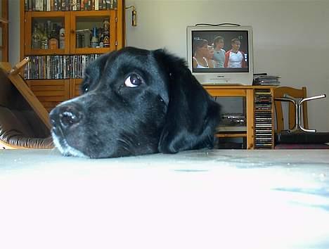 Blanding af racer Geo - Den bøf ser da lidt lækker ud...... billede 2