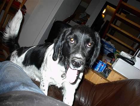 Blanding af racer Geo - Jeg vil altså osse sidde i sofaen billede 3