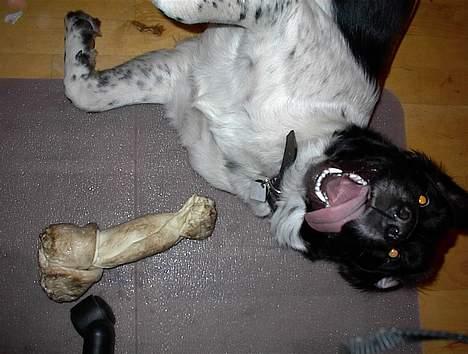 Blanding af racer Geo billede 4