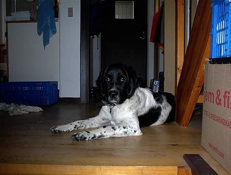 Blanding af racer Geo billede 5