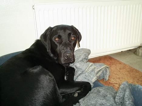 Labrador retriever Ranco billede 19