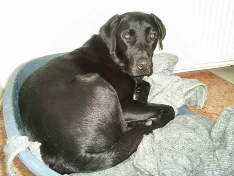 Labrador retriever Ranco billede 20