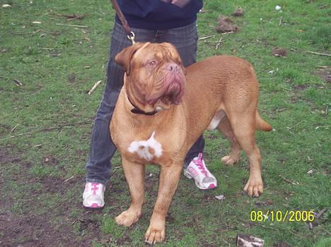Dogue de bordeaux Balou R.I.P - Balou og Bente leger med bold billede 1