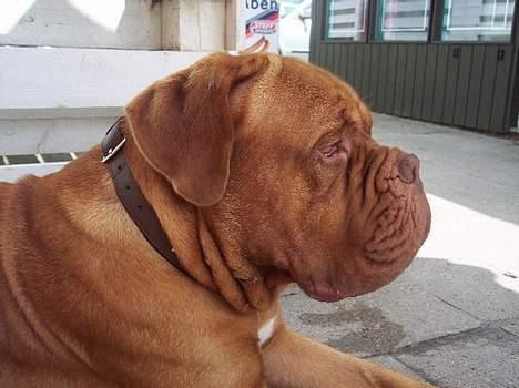 Dogue de bordeaux Balou R.I.P - Balou billede 2