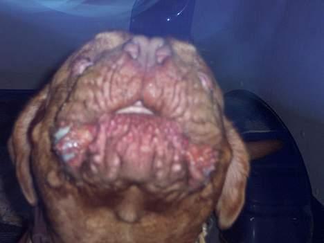 Dogue de bordeaux Balou R.I.P - Balou synger en lille sang ;o) billede 3