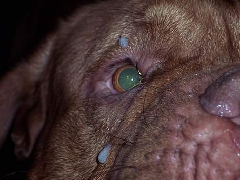 Dogue de bordeaux Balou R.I.P - kuk, kuk billede 4