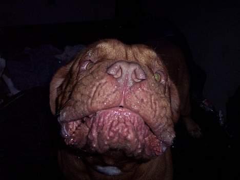 Dogue de bordeaux Balou R.I.P - kys mig...... billede 5