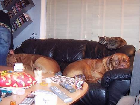 Dogue de bordeaux Balou R.I.P - Balou, Kiara og Nala billede 6