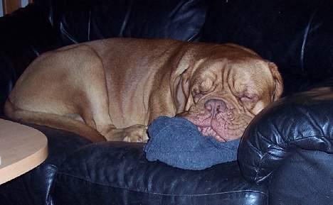 Dogue de bordeaux Balou R.I.P - Sover tungt... billede 7