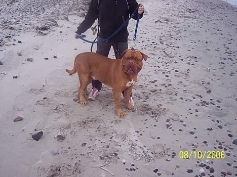 Dogue de bordeaux Balou R.I.P - strandtur i efteråret billede 8