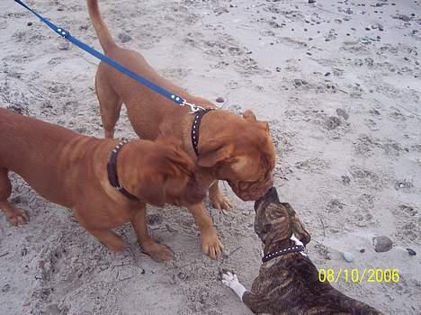 Dogue de bordeaux Balou R.I.P - de røde mod Bente ;o) billede 9