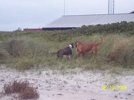Dogue de bordeaux Balou R.I.P - Balou og Bente billede 10