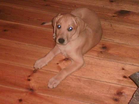 Labrador retriever Dina -  Dinas hvalp...  billede 11