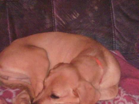 Labrador retriever Dina - Dinas hvalp...   billede 12