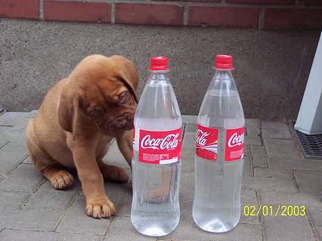 Dogue de bordeaux Fiona R.I.P - Mmmm... Coca cola billede 1