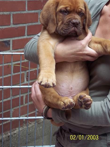 Dogue de bordeaux Fiona R.I.P - Er jeg dejlig eller !!???? billede 2
