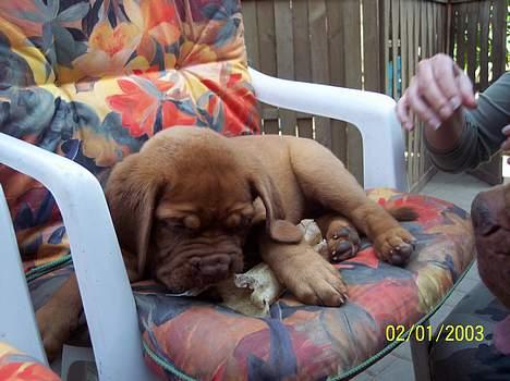 Dogue de bordeaux Fiona R.I.P - lige en slapper inden vi køre hjem mod Danmark billede 3