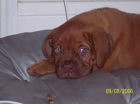 Dogue de bordeaux Fiona R.I.P - kuk, kuk billede 4