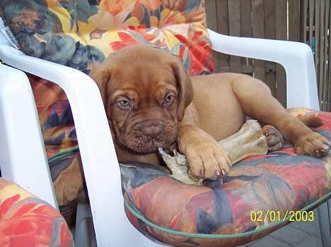 Dogue de bordeaux Fiona R.I.P billede 5