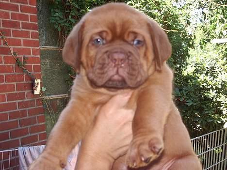 Dogue de bordeaux Fiona R.I.P - lille og buttet, med rødt og pjusket hår ;o) billede 7