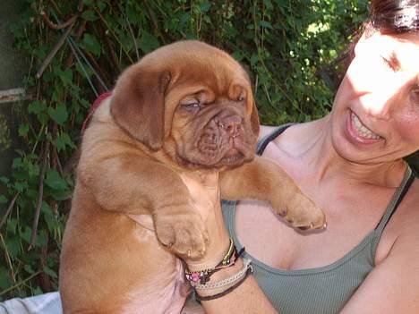 Dogue de bordeaux Fiona R.I.P - Fiona siger farvel til sin opdrætter billede 8