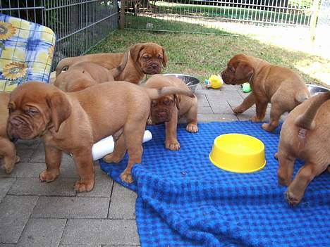 Dogue de bordeaux Fiona R.I.P - Det meste af flokken billede 9