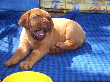 Dogue de bordeaux Fiona R.I.P - Lidt træt billede 10