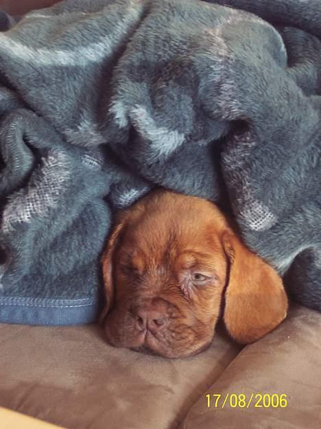 Dogue de bordeaux Fiona R.I.P - Dejligt at putte under tæppet billede 11