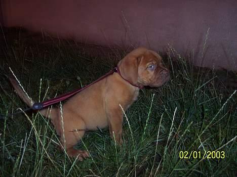 Dogue de bordeaux Fiona R.I.P - Ska liiiiige nifle lidt... billede 13