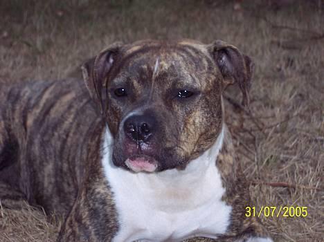 Amerikansk staffordshire terrier Bente - kan jeg ik bare se sød ud ;o) billede 1