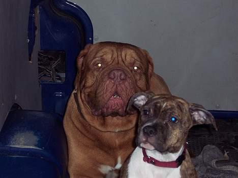 Amerikansk staffordshire terrier Bente - Bente og Balou billede 2