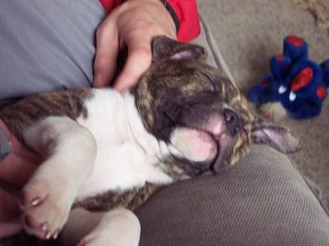 Amerikansk staffordshire terrier Bente - lille Bente  ca.10 uger billede 4