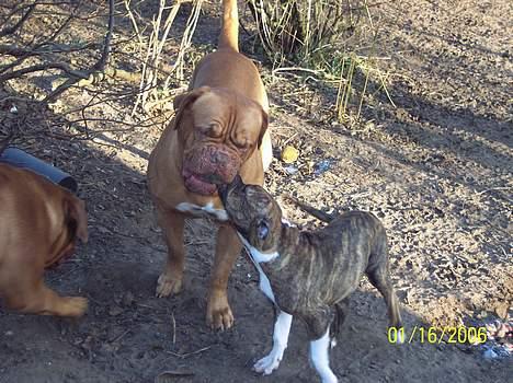 Amerikansk staffordshire terrier Bente - Bente med Rødderne billede 5