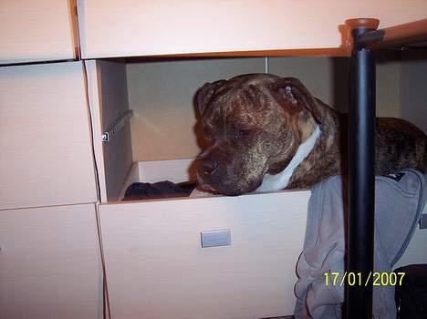 Amerikansk staffordshire terrier Bente - Øhhhh, fandt lige en ledig plads i skuffen billede 6