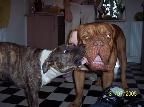 Amerikansk staffordshire terrier Bente - ELSKER at gnaske Balou´s savl... billede 7