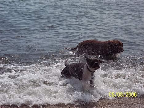 Amerikansk staffordshire terrier Bente - jubii... bade tid billede 8