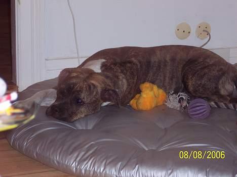 Amerikansk staffordshire terrier Bente - fred og ro et øjeblik billede 9