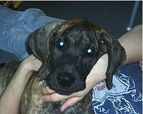 Grand danois CLEO II billede 8