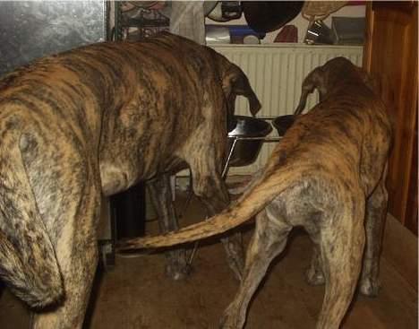 Grand danois CLEO II billede 9