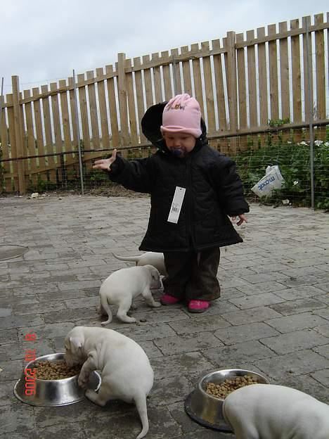 Dogo argentino Fang billede 17