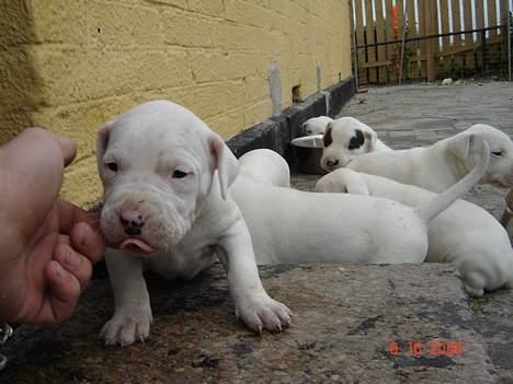 Dogo argentino Fang billede 18