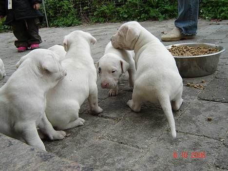 Dogo argentino Fang billede 19