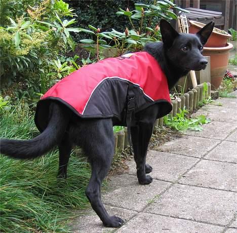 Australsk kelpie Ginny - så er jeg vinterklar ;-) billede 18