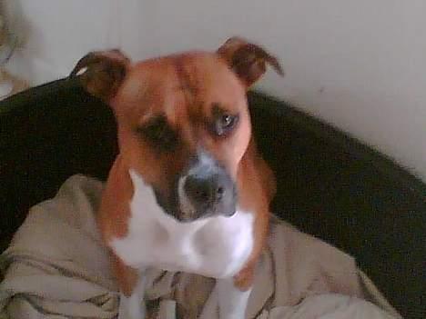 Blanding af racer stella billede 2